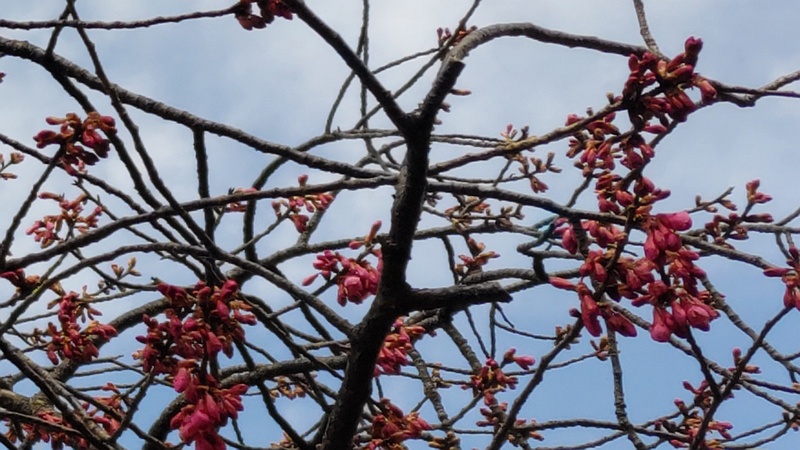 カンヒザクラの花 横浜市旭区都岡町
