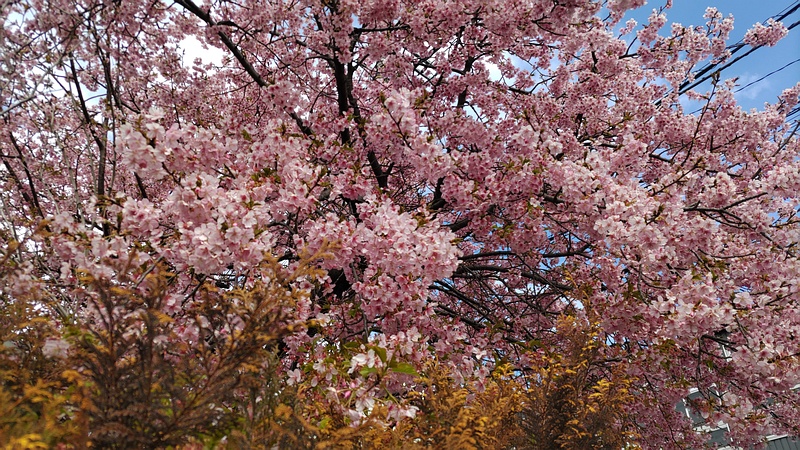 カワヅザクラの花 横浜市旭区都岡町
