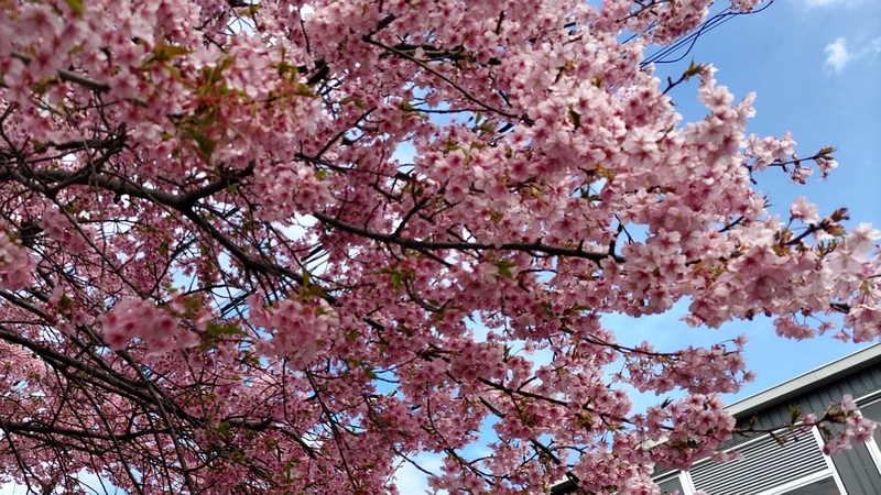 カワヅザクラの花 横浜市旭区都岡町
