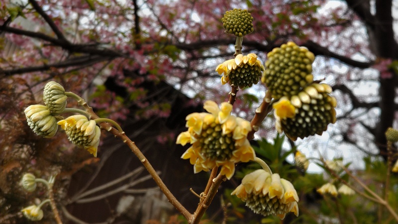 ミツマタの花 横浜市旭区都岡町