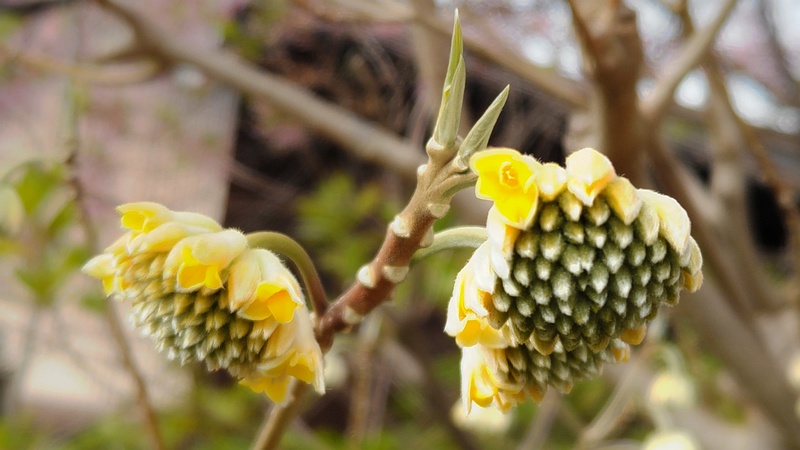 ミツマタの花 横浜市旭区都岡町