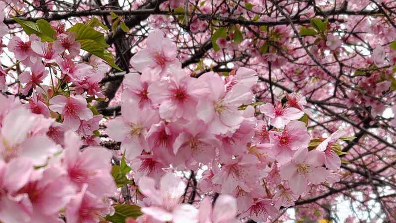 カワヅザクラの花 横浜市旭区都岡町