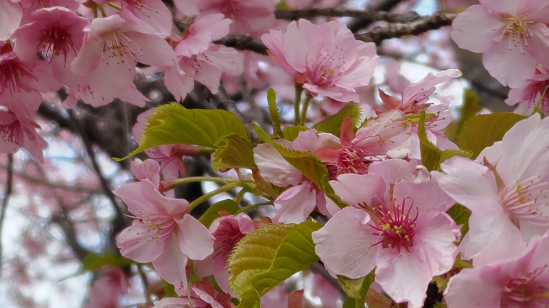 カワヅザクラの花 横浜市旭区都岡町