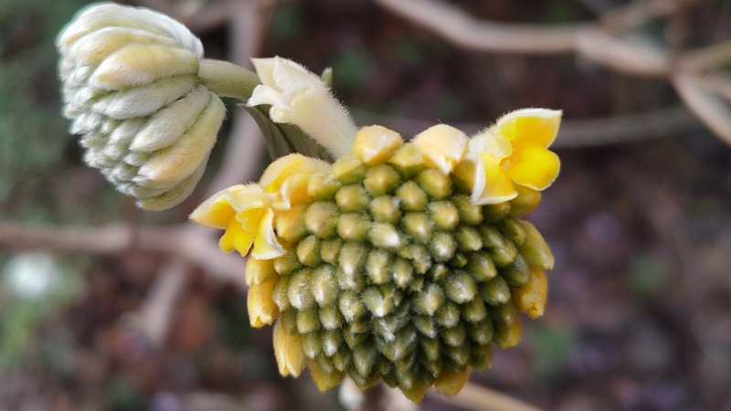 ミツマタの花 横浜市旭区都岡町