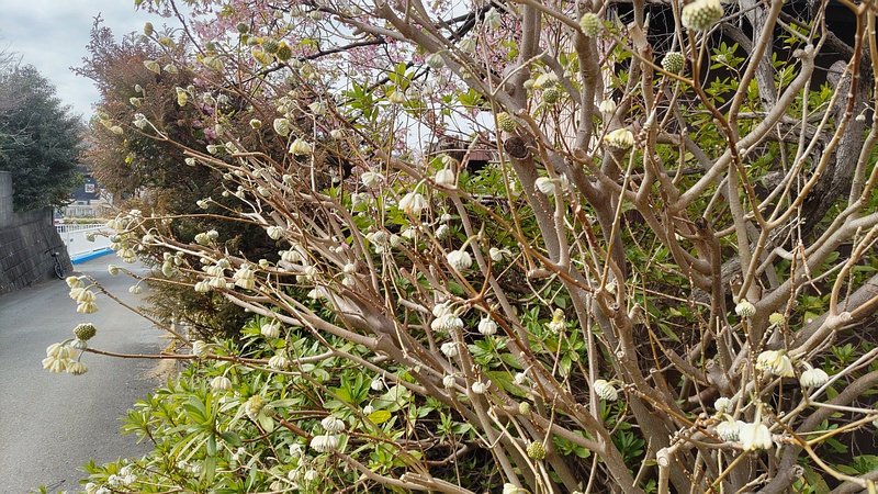 ミツマタの花 横浜市旭区都岡町