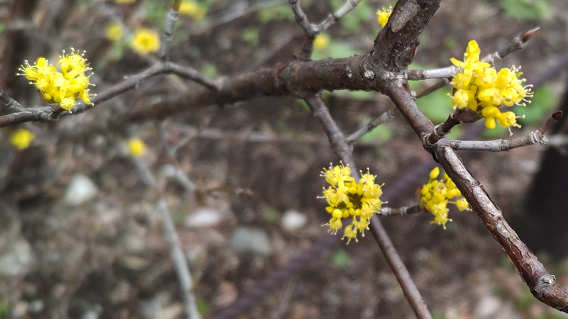 サンシュユの花 横浜市旭区今宿南町帷子川緑道