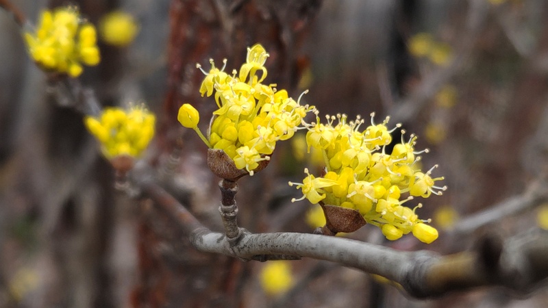 サンシュユの花 横浜市旭区今宿南町帷子川緑道