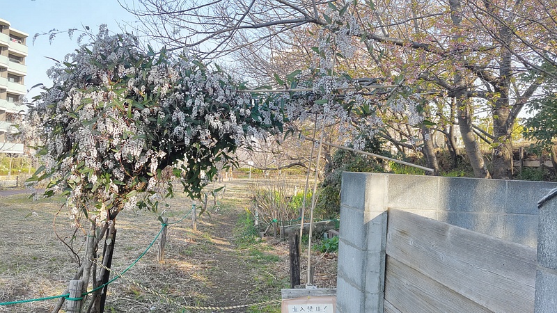 ヒトツバマメの花 川崎市幸区さいわいふるさと公園