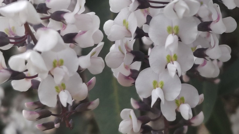 ヒトツバマメの花 川崎市幸区さいわいふるさと公園