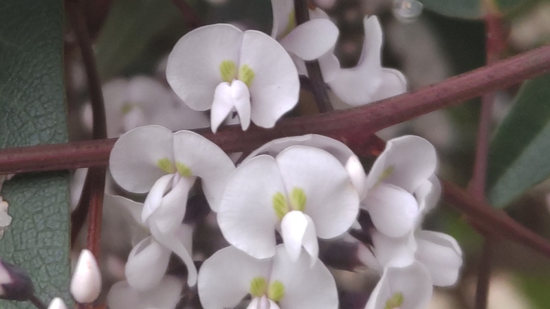 ヒトツバマメの花 川崎市幸区さいわいふるさと公園