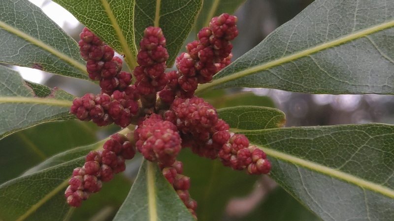 ヤマモモの雄花の蕾 川崎市幸区さいわいふるさと公園