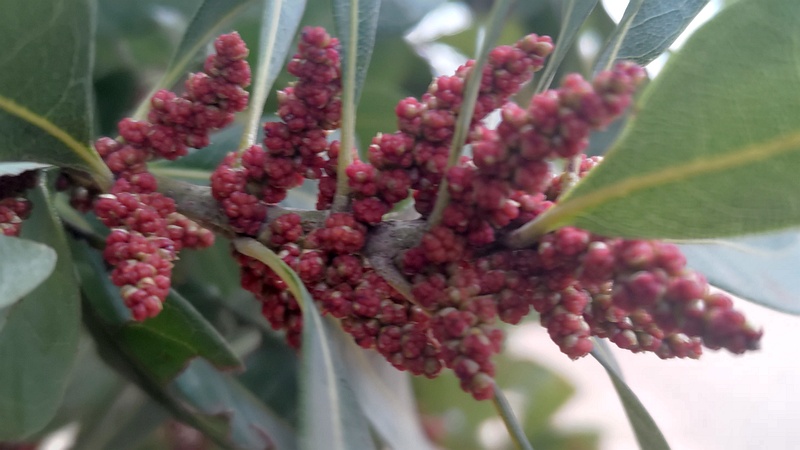 ヤマモモの雄花の蕾 川崎市幸区さいわいふるさと公園