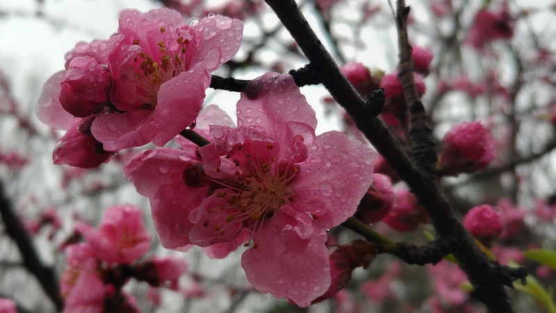 ハナモモの花 川崎市幸区さいわいふるさと公園