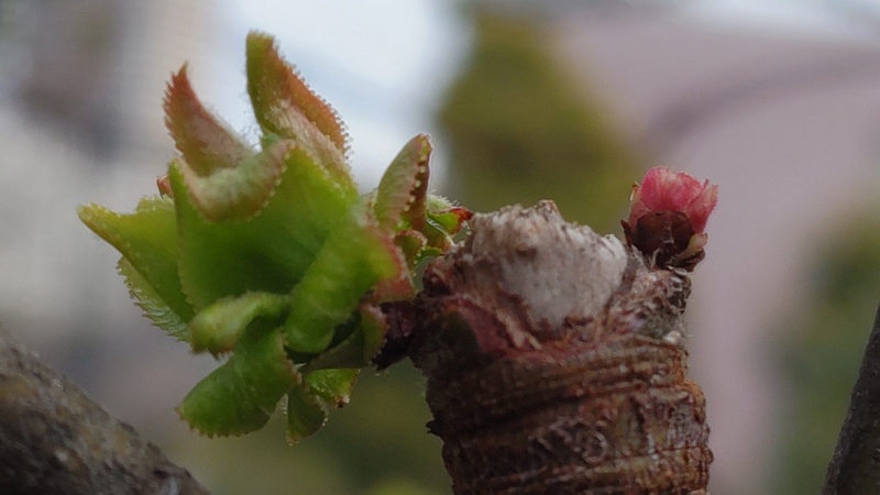 カリンの芽 川崎市幸区さいわいふるさと公園