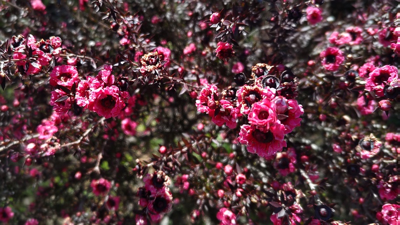 ギョリュウバイの花 横浜市旭区中尾町