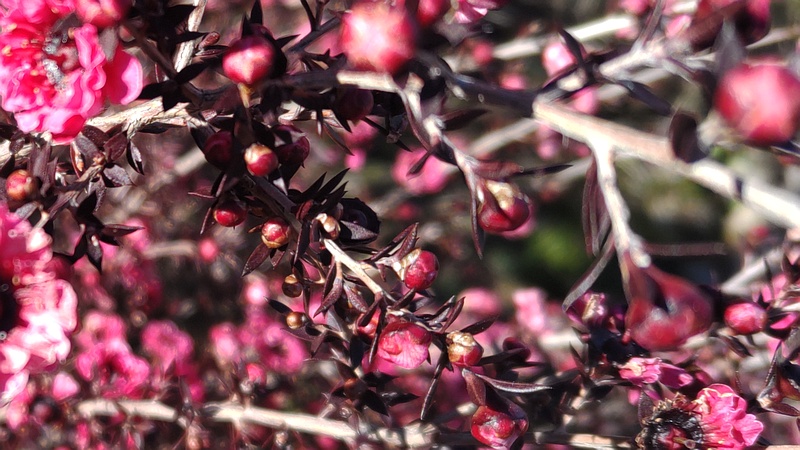 ギョリュウバイの花 横浜市旭区中尾町