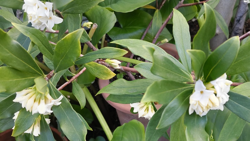 ジンチョウゲの花 横浜市旭区東希望が丘
