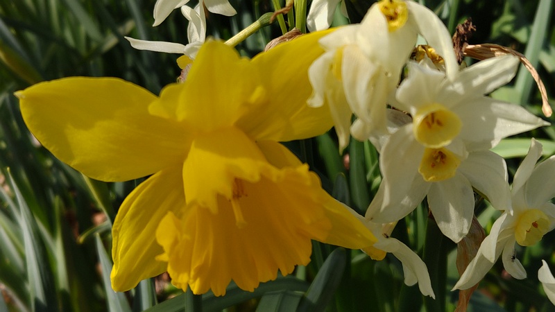 ラッパズイセンの花 横浜市旭区希望が丘水の森公園