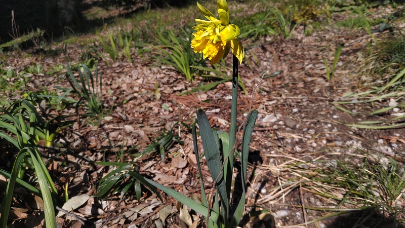 ラッパズイセンの花 横浜市旭区希望が丘水の森公園