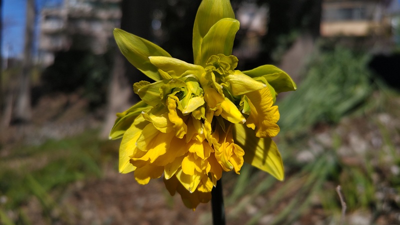 ラッパズイセンの花 横浜市旭区希望が丘水の森公園