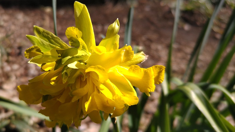 ラッパズイセンの花 横浜市旭区希望が丘水の森公園