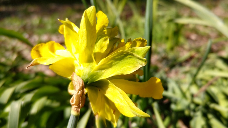 ラッパズイセンの花 横浜市旭区希望が丘水の森公園