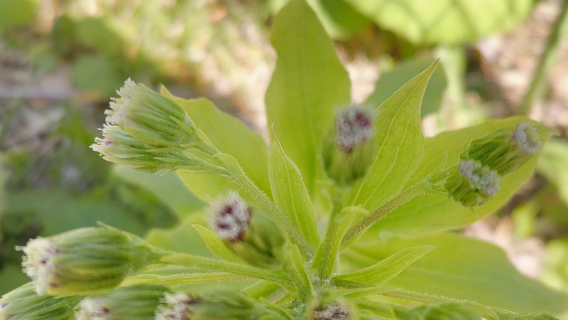 フキの花 横浜市旭区中希望が丘