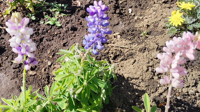 ハウチワマメの花 横浜市旭区中希望が丘