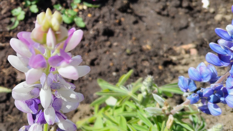 ハウチワマメの花 横浜市旭区中希望が丘