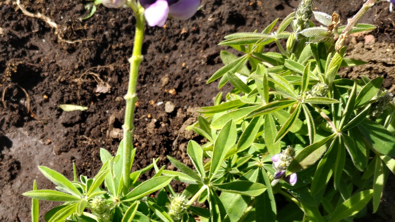 ハウチワマメの花 横浜市旭区中希望が丘