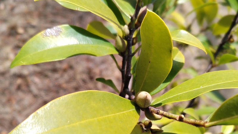 カラタネオガタマの蕾 川崎市幸区創造のもり