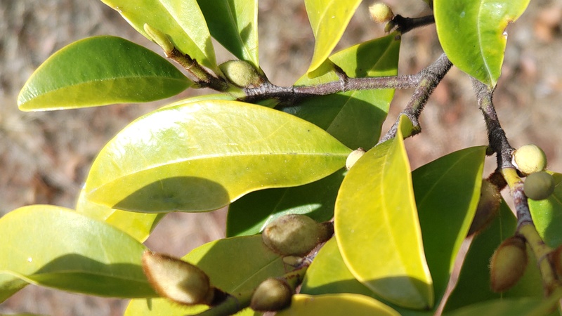 カラタネオガタマの蕾 川崎市幸区創造のもり