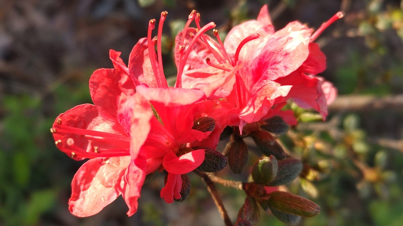 アザレアの花 川崎市幸区さいわいふるさと公園