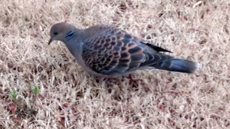 キジバト 川崎市幸区創造のもり