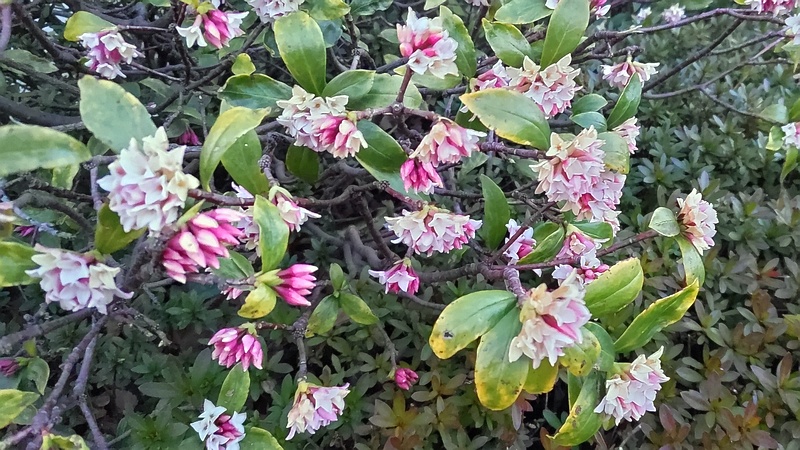 ジンチョウゲの花 川崎市幸区さいわいふるさと公園