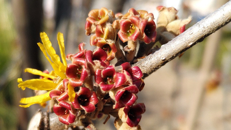 シナマンサクの花 川崎市幸区創造のもり