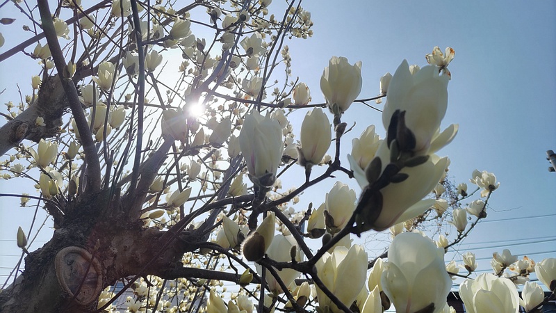 ハクモクレンの花 横浜市旭区鶴ヶ峰