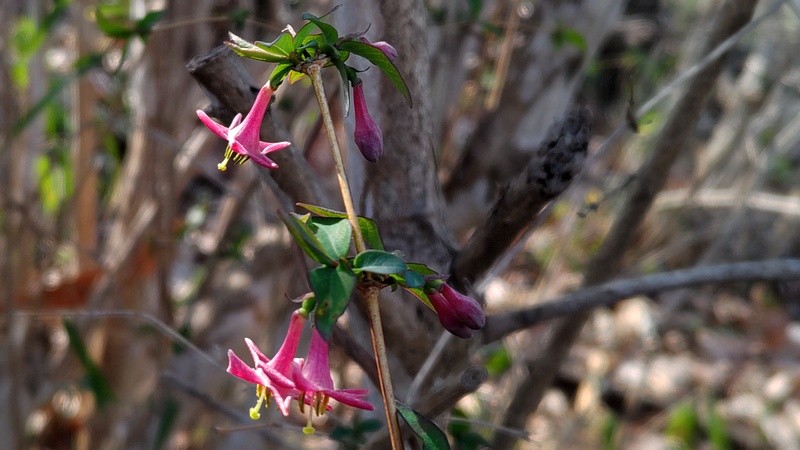 ウグイスカグラの花 横浜市旭区今川町今川公園