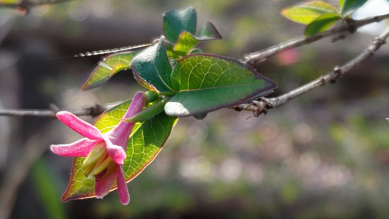 ウグイスカグラの花 横浜市旭区今川町今川公園