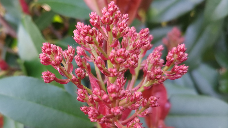 カナメモチの新芽 横浜市旭区今川町今川公園