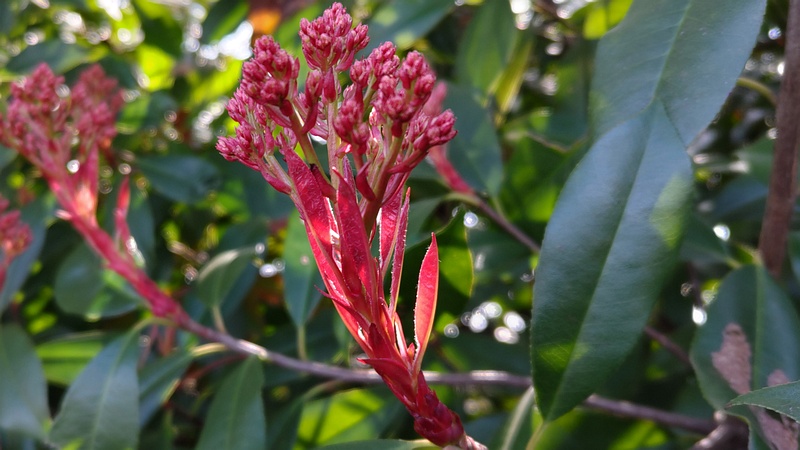 カナメモチの新芽 横浜市旭区今川町今川公園