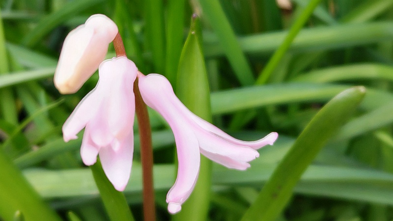 ツリガネズイセンの花 横浜市旭区希望が丘水の森公園