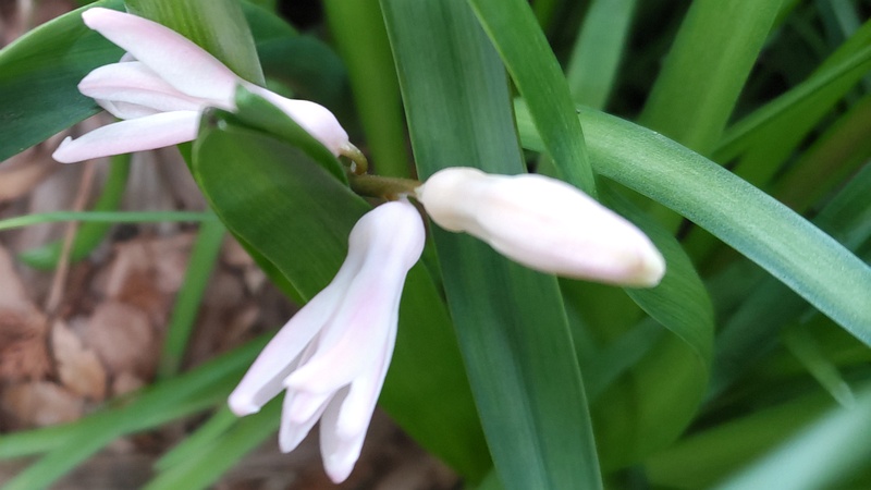 ツリガネズイセンの花 横浜市旭区希望が丘水の森公園