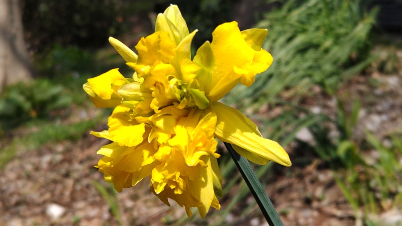 ラッパズイセンの花 横浜市旭区希望が丘水の森公園