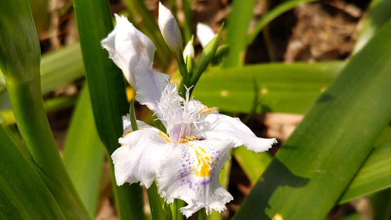 シャガの花 横浜市瀬谷区長屋門公園