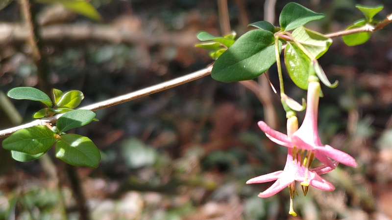 ウグイスカグラの花 横浜市瀬谷区瀬谷貉窪公園