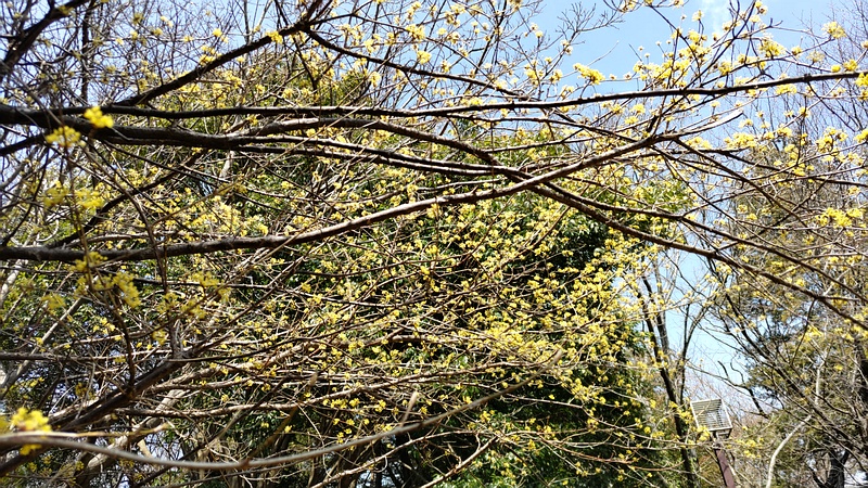 サンシュユの花 横浜市瀬谷区瀬谷貉窪公園