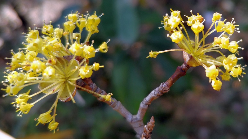 サンシュユの花 横浜市瀬谷区瀬谷貉窪公園