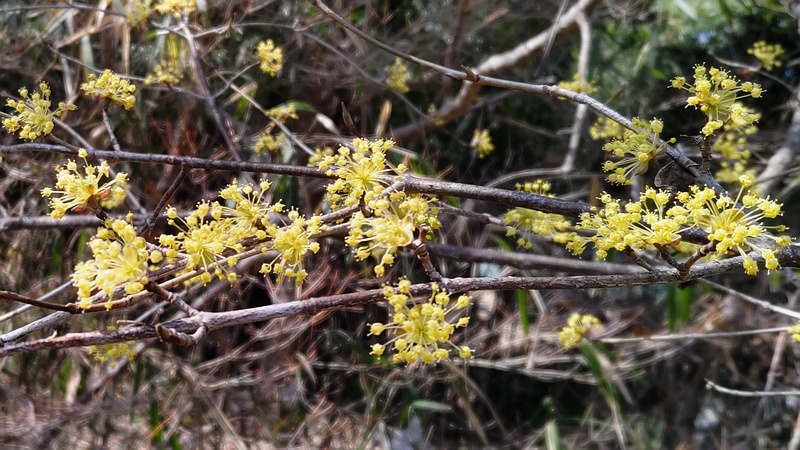 サンシュユの花 横浜市瀬谷区瀬谷貉窪公園