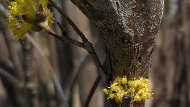サンシュユの花 横浜市瀬谷区宮沢